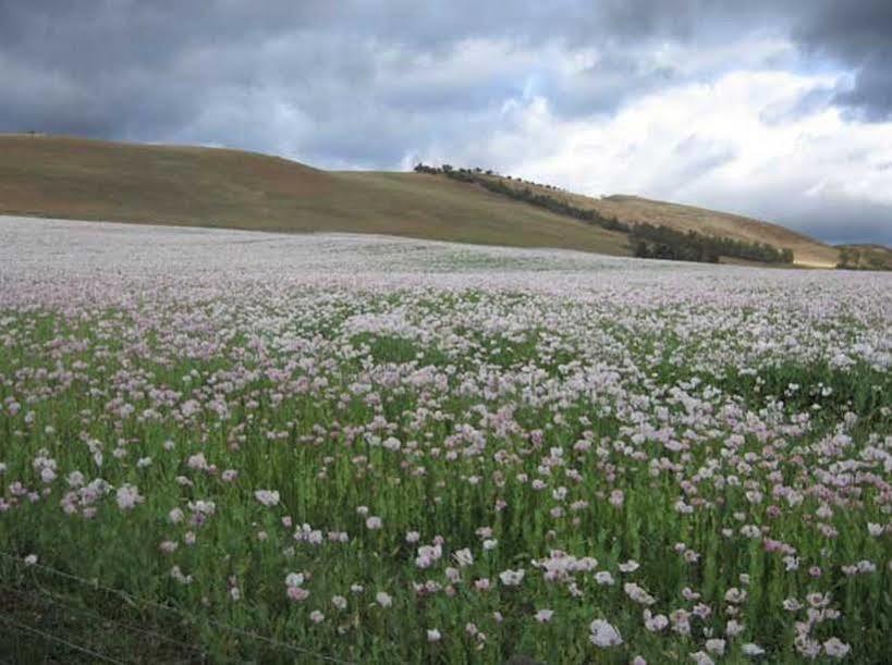 MeadowbankCurringa Farm别墅 外观 照片